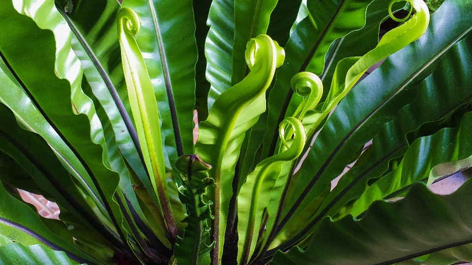 树 草 植物 叶子