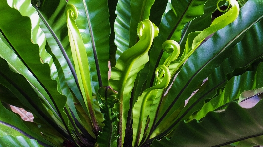 Tree grass plant leaf Photo