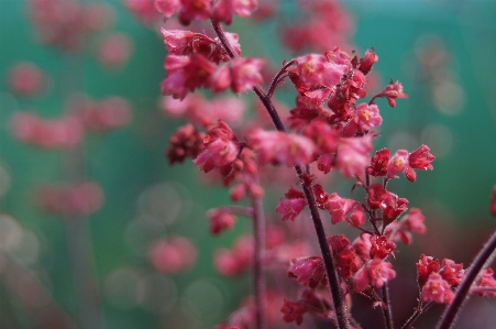 Branch blossom bokeh plant Photo