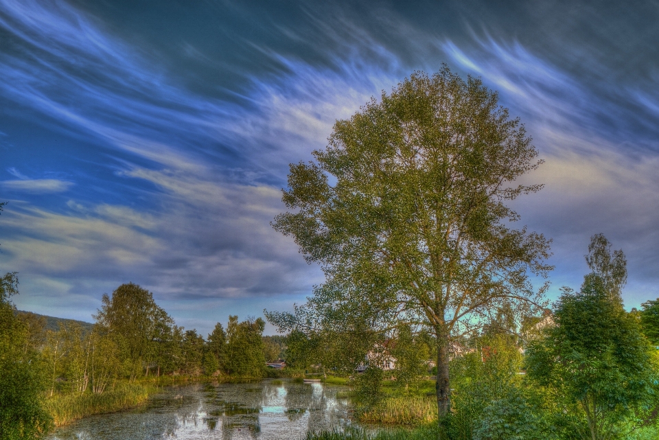 Landscape tree water nature