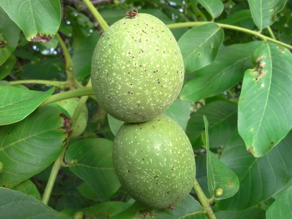 Pohon pertumbuhan tanaman buah