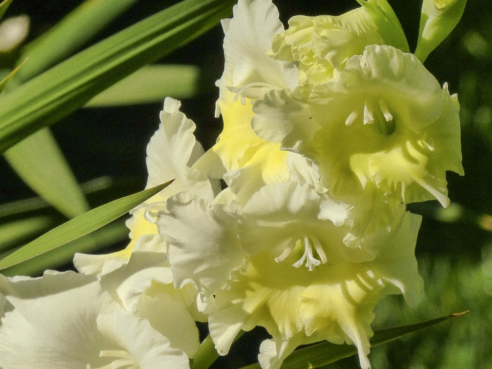 Nature usine fleur pétale