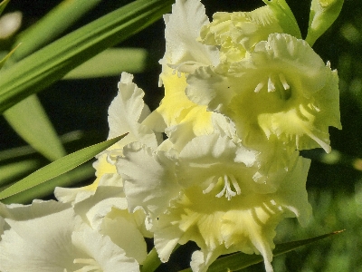 Nature plant flower petal Photo