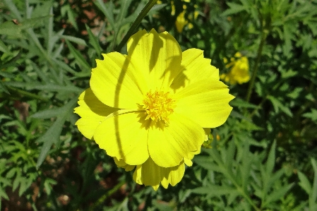 Plant cosmos flower petal Photo