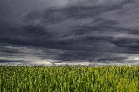 Landscape grass horizon cloud Photo