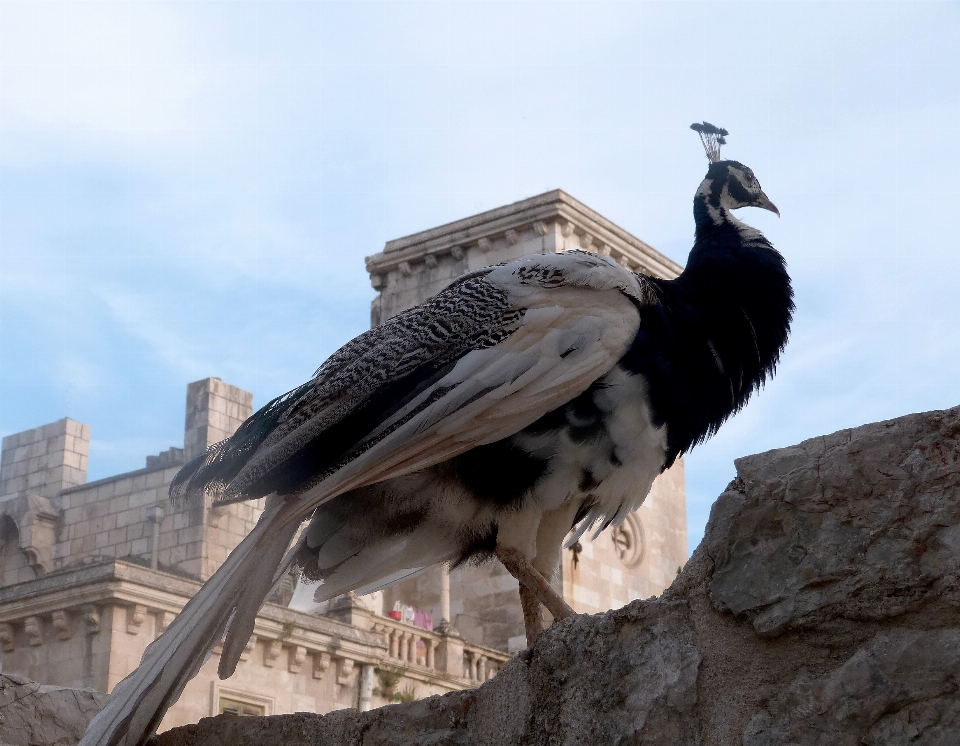 Pájaro ala cielo animal