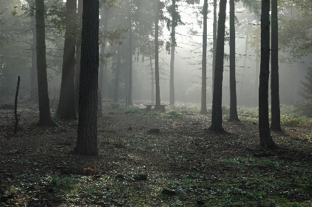 Landscape tree nature forest Photo