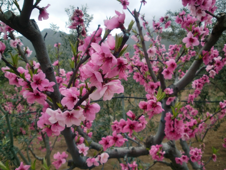 árbol rama florecer planta