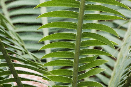 Plant leaf two flora Photo