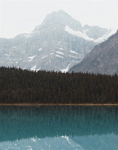 風景 木 水 自然 写真