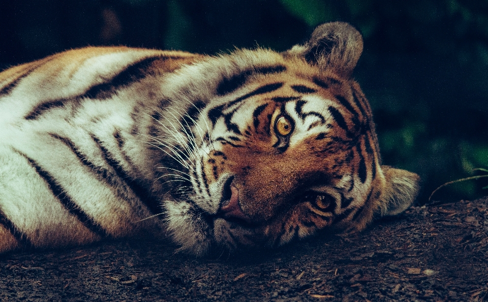 野生動物 毛皮 哺乳類 fauna