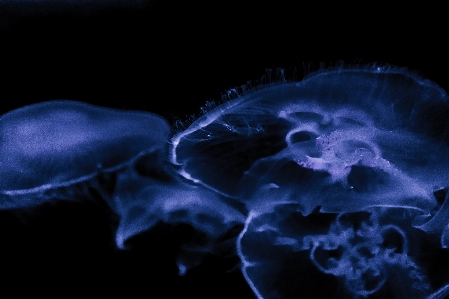 Darkness jellyfish bioluminescence invertebrate Photo