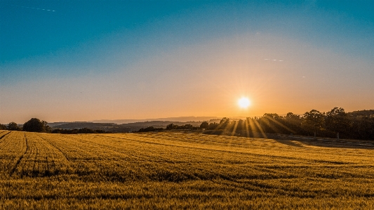 Landscape tree grass horizon Photo