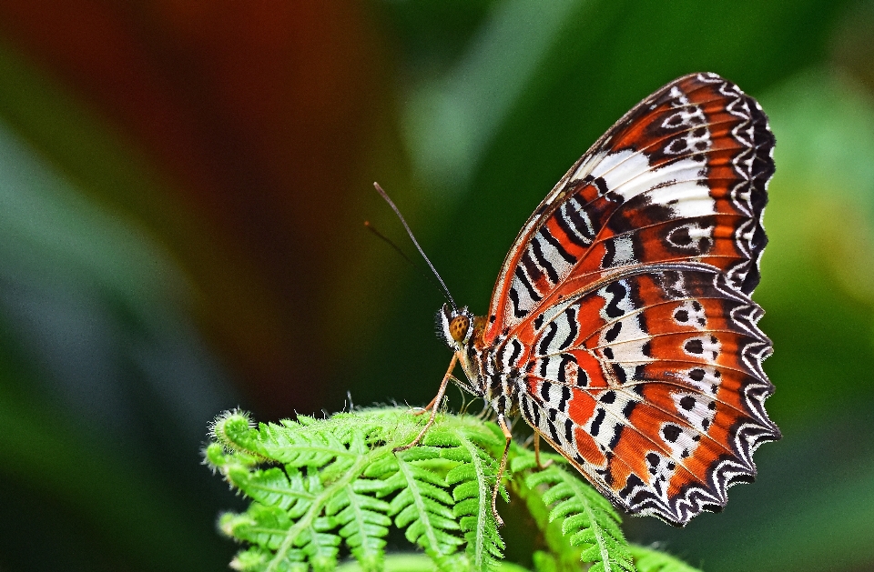 Insect butterfly invertebrate close up