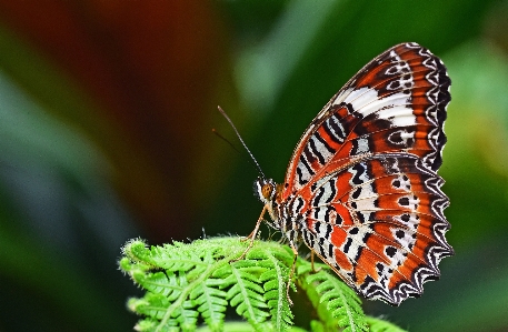 Foto Inseto borboleta invertebrado fechar-se
