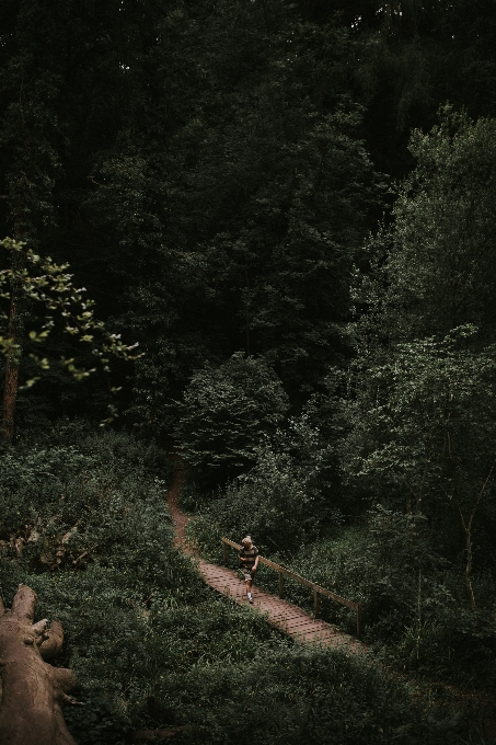 Landscape tree nature forest