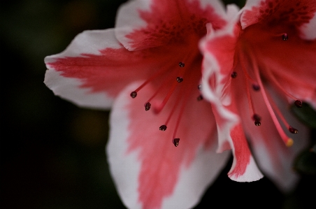 Foto Fiore pianta petalo primavera