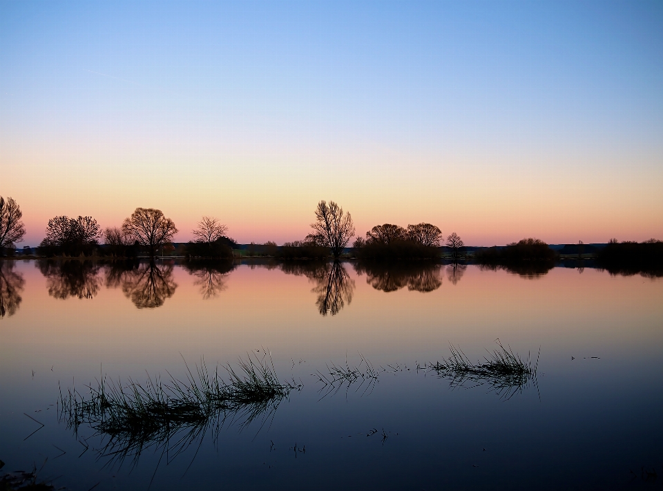 Landscape tree water nature