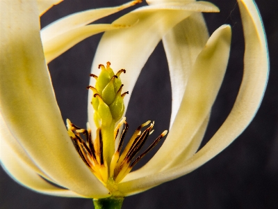 Blossom plant white flower Photo