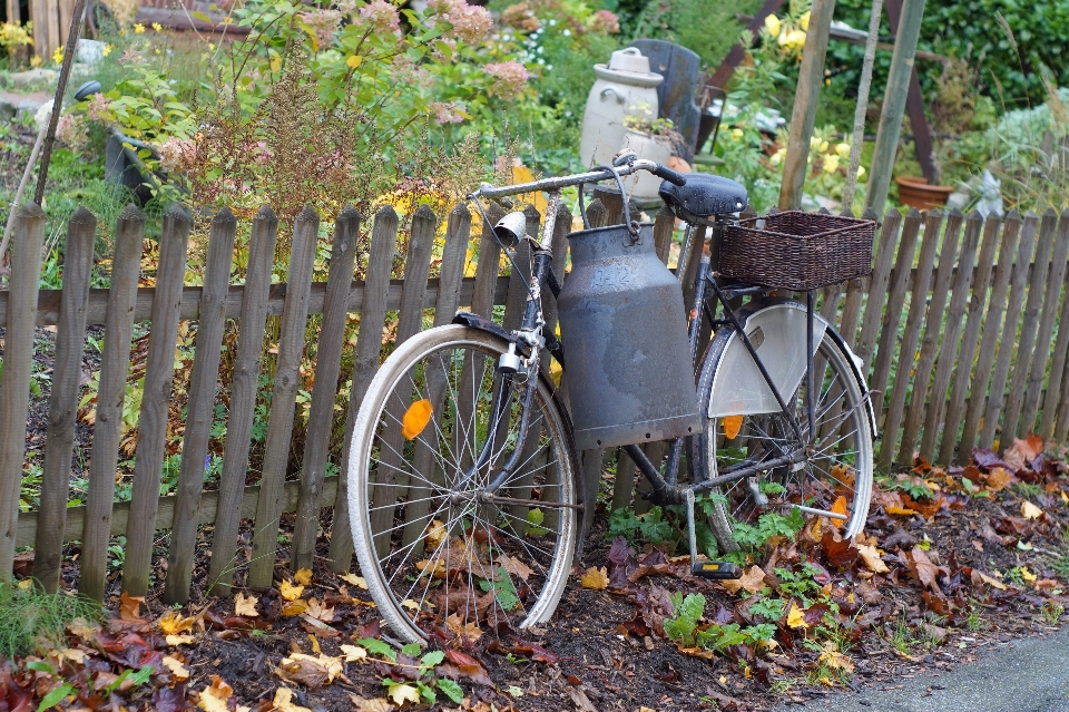 Baum gras anlage fahrrad