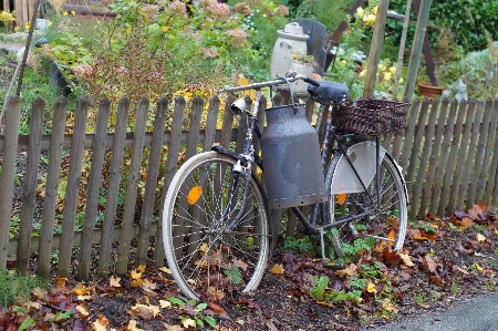 Tree grass plant bicycle Photo