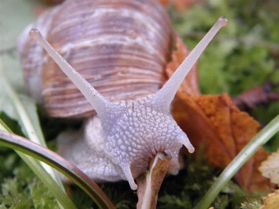 Hülse wirbellos weichtier
 schnecke Foto