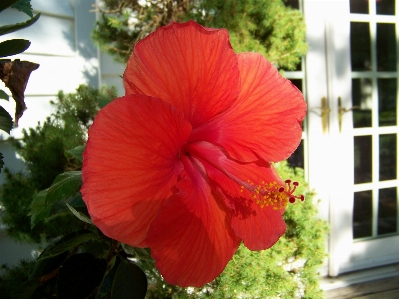 植物 家 日光 花 写真