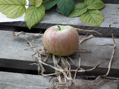 Apple tree grass plant Photo