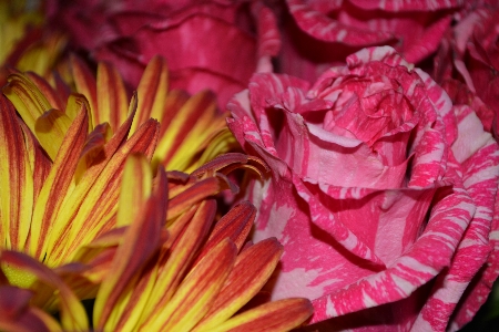 Blossom plant stem leaf Photo