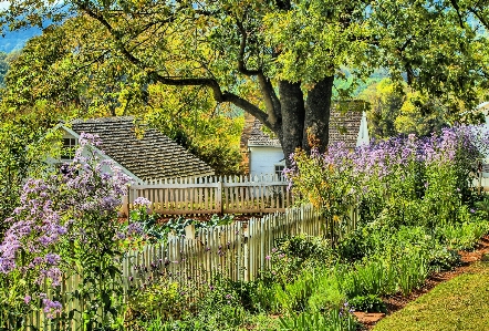 Landscape tree nature path Photo