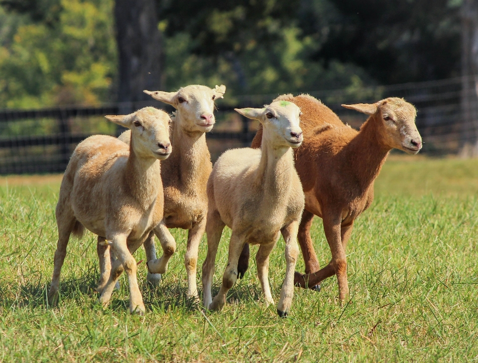 Natura erba gruppo bianco