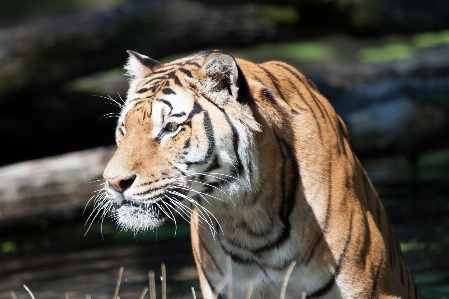 動物 野生動物 動物園 猫 写真