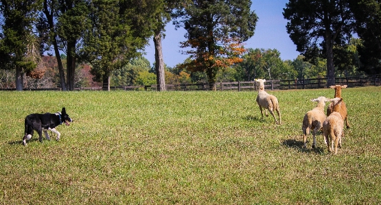 Photo Fonctionnement paysage arbre herbe