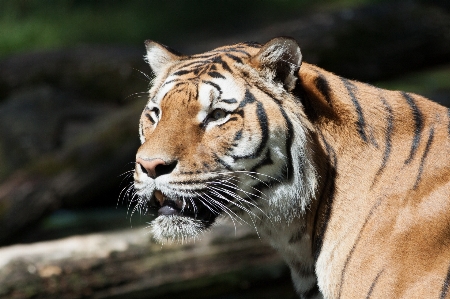 Foto Césped animal fauna silvestre zoo