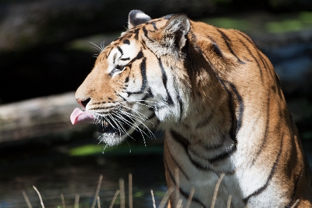 Photo Herbe animal faune zoo