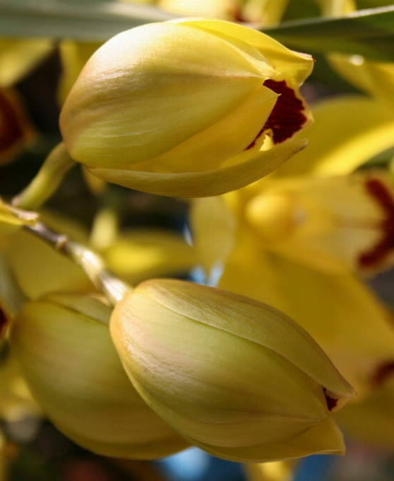 Blossom light plant flower