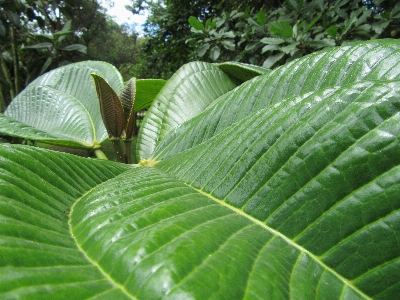 木 植物 葉 密林 写真