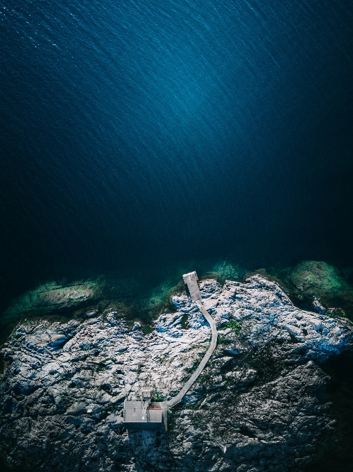 Mare albero acqua oceano