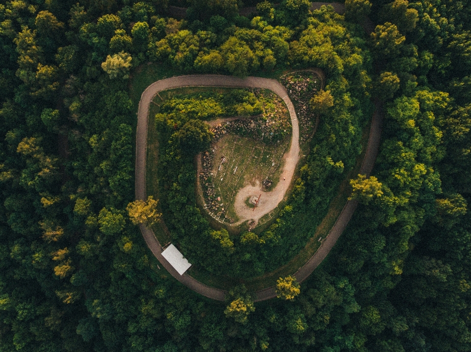 Paisagem árvore natureza floresta