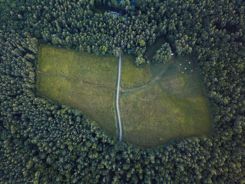 Landscape tree forest grass