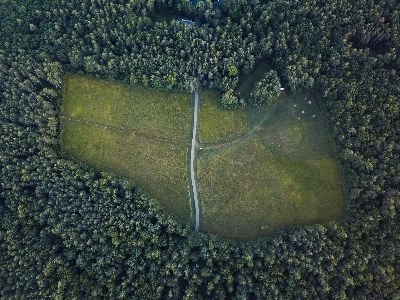 Landscape tree forest grass Photo