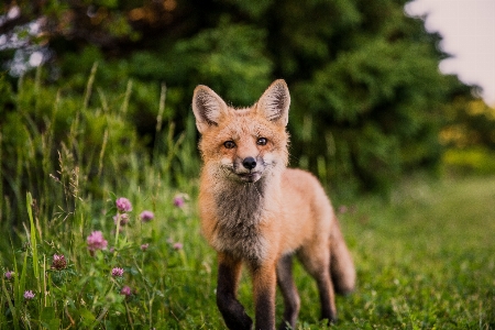 Foto Erba animali selvatici mammifero volpe