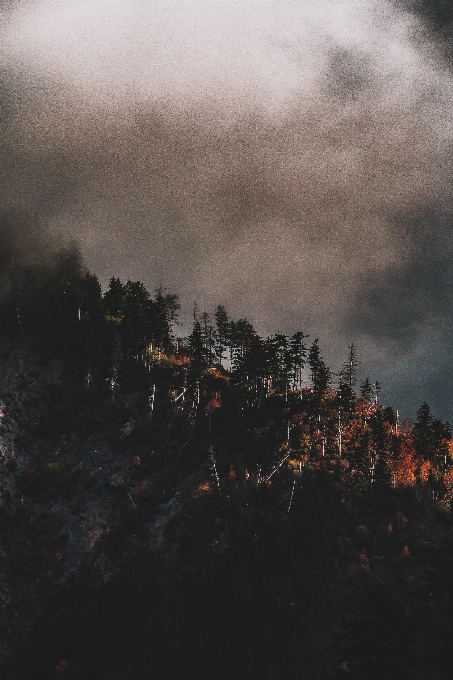 Landscape tree forest cloud