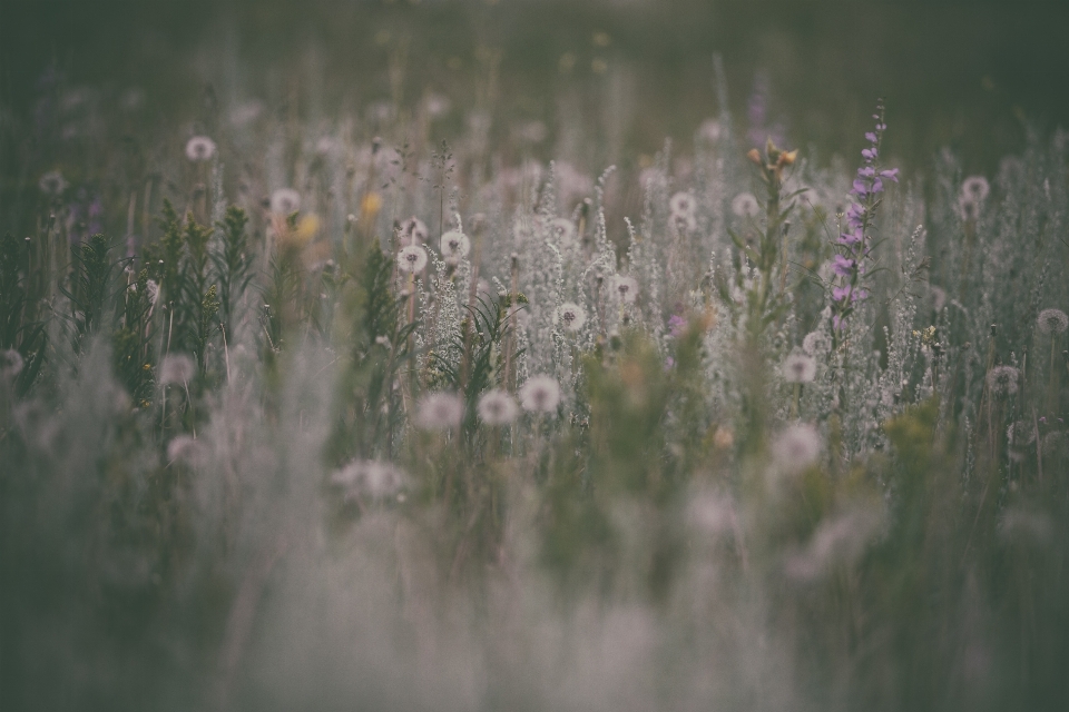 Trawa wegetacja flora zakład