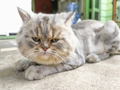 Foto Kucing mamalia berukuran kecil hingga sedang
 cambang
