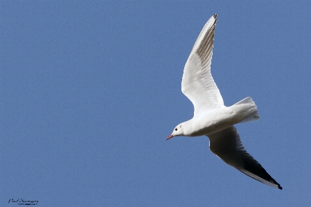 Foto Alam burung sayap langit