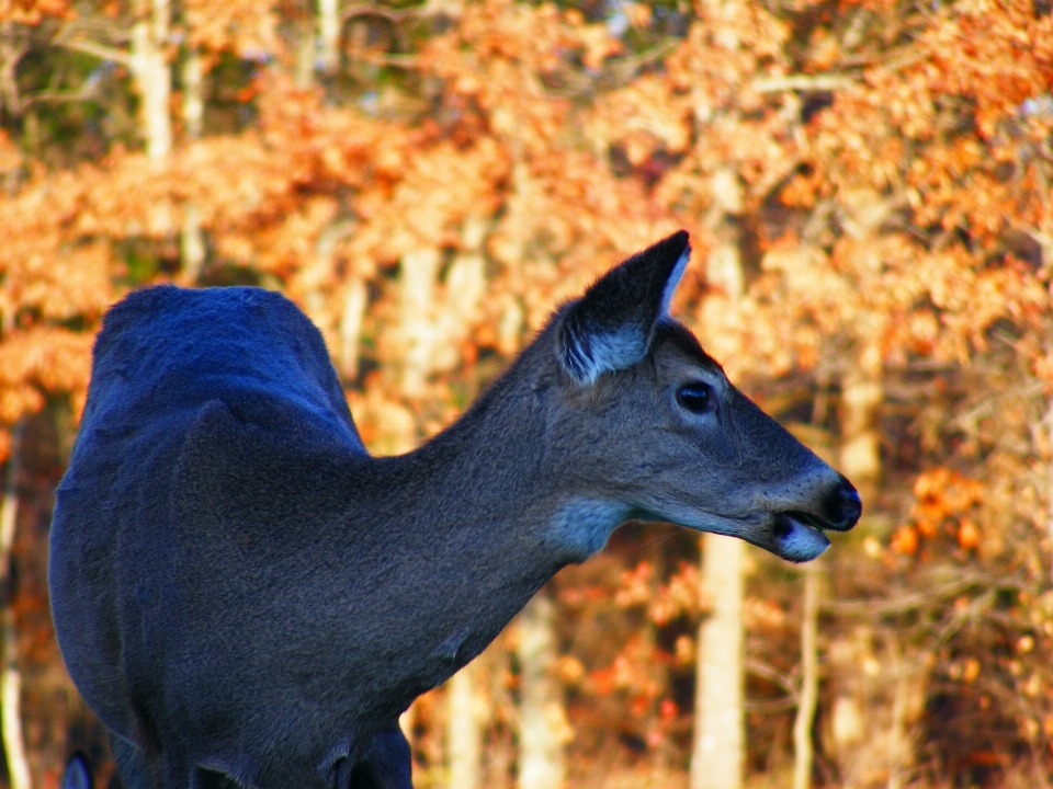 Drzewo natura trawa liść