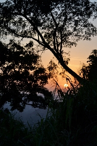 Landscape tree nature forest Photo