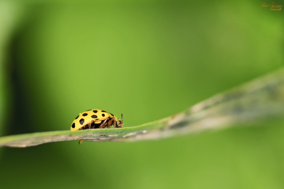 Natureza animais selvagens inseto macro