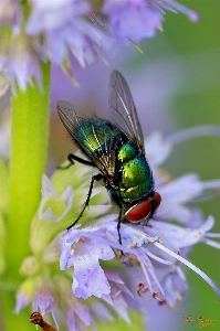 Nature flower fly wildlife Photo